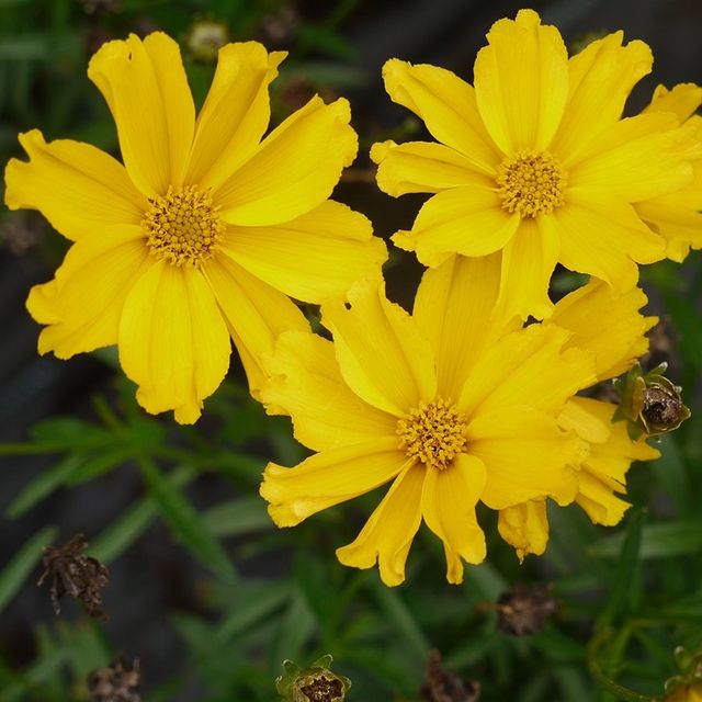 Nolt's Garden Center | Perennials | Tickseed Superstar